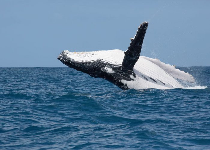 Humpback,Whale,Is,Jumping.,Madagascar.,The,Water,Area,Of,The